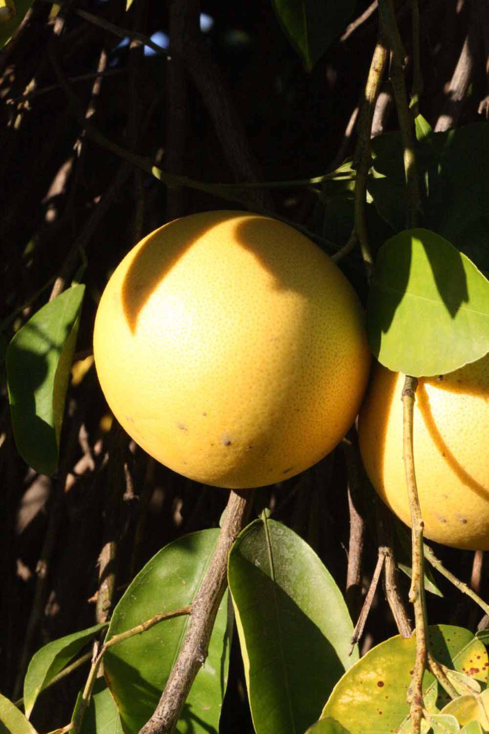              Fruit (Riverside, CA)       